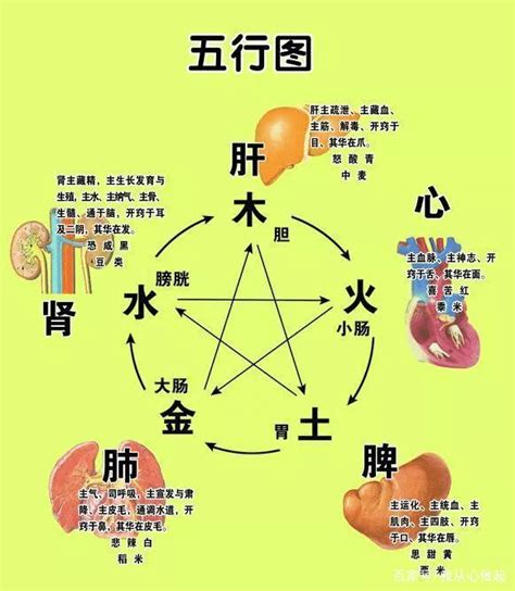 心 五行|心 (臟腑)